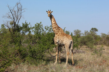 Giraffe / Giraffe / Giraffa camelopardalis