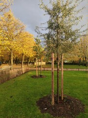 Un magnifique éclairage de soleil sur des arbres au feuillage jaune dans un parc, après une grosse pluie, beaucoup de verdure et rayons du soleil