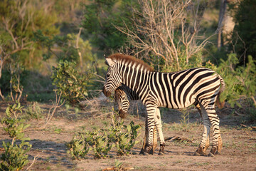 Steppenzebra / Burchell's zebra / Equus burchellii.