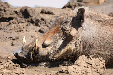 Fototapeta premium Warzenschwein / Warthog / Phacochoerus africanus