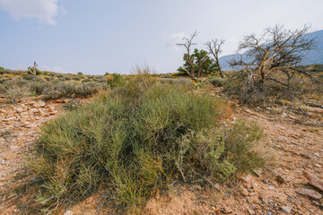 Mormon Tea plant (genus Ephedra), a woody shrub in the middle of desert, native to the American Southwest