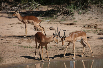 Schwarzfersenantilope / Impala / Aepyceros melampus.