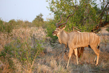 Naklejka na ściany i meble Großer Kudu / Greater kudu / Tragelaphus strepsiceros