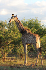 Giraffe / Giraffe / Giraffa camelopardalis.