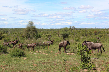 Streifengnu / Blue wildebeest / Connochaetes taurinus....