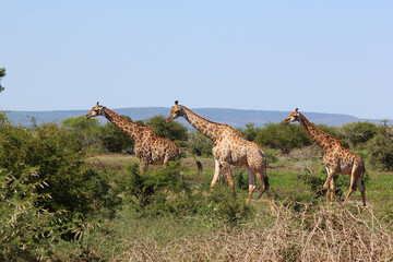 Giraffe / Giraffe / Giraffa camelopardalis