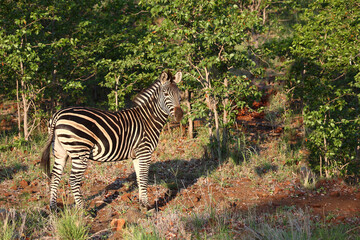 Steppenzebra / Burchell's zebra / Equus burchellii