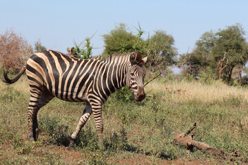Steppenzebra / Burchell's zebra / Equus burchellii
