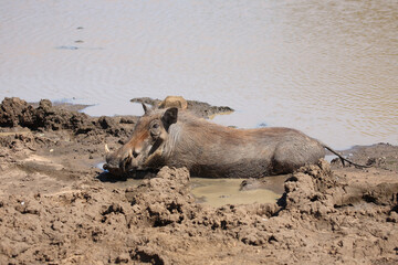 Fototapeta premium Warzenschwein / Warthog / Phacochoerus africanus