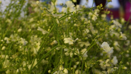 Flores en un mercado de flores florería