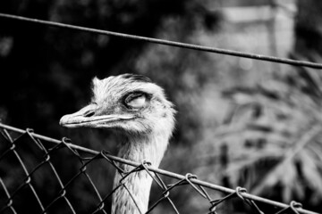 Avestruz  (Ostrich).