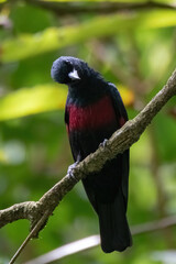a black-and-crimson Oriole (Oriolus cruentus) bird in nature