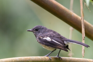 a oriental magpie-robin bird in nature
