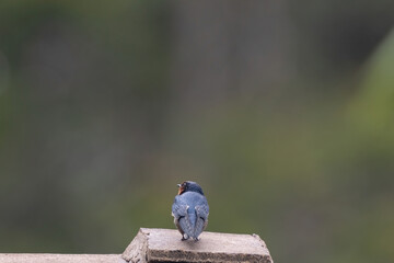 a Pacific swallow bird in nature