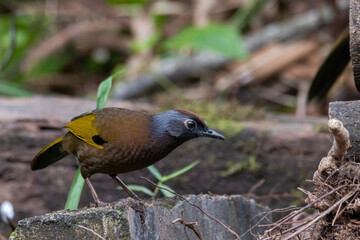 a Malayan Chestnut-crowned Laughingthrush (Garrulax erythrocephalus) bird in nature