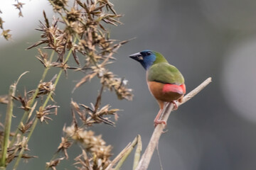 Pin-tailed Parrot finch bird in nature