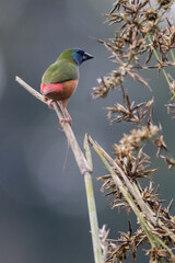 Pin-tailed Parrot finch bird in nature