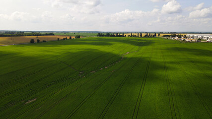 Fototapeta premium Aerial view of Poultry Factory, Sown Fields, Forest, Alley, Roads, Clear Sky, Summer, Ukraine, Stavishche 
