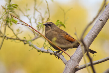 brown bird on yellow background