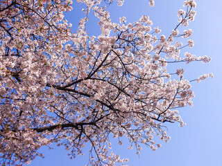 Cherry blossoms in full bloom