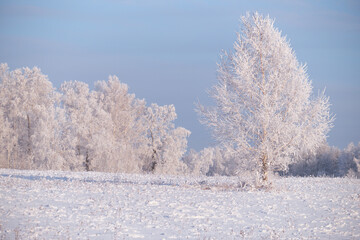 Frozen birch trees covered with hoarfrost and snow.