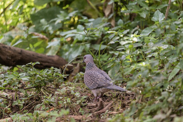 The spotted dove (Spilopelia chinensis), small long-tailed pigeon enjoying the beautiful nature