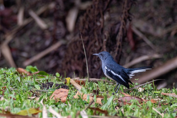 a oriental magpie-robin bird in nature