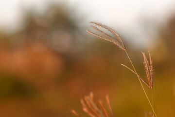 Obraz premium bokeh, nature background with bokeh and bright colors
