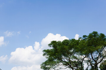 Obraz premium 夏の空と栴檀の大木 