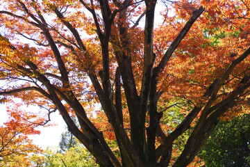 公園の黄葉の欅と青空