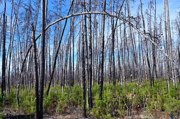 burnt forest with renewed growth of jack pine