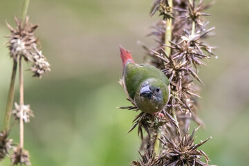Pin-tailed Parrot finch bird in nature