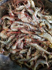 A pile of fresh harvested prawn ready to sell in market