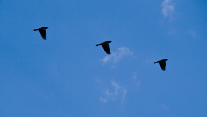 Three birds flying at the same time