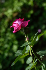 beatutiful pink rose booming in the park.