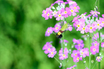 hawk moth pollinate flowers in the garden