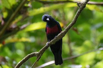 a black-and-crimson Oriole (Oriolus cruentus) bird in nature