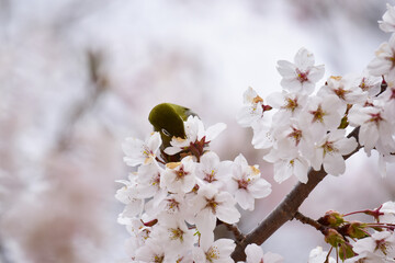 桜の蜜を吸うメジロ　正面