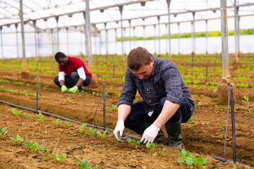 Farmers working in greenhouse, engaged in cultivation of organic vegetables