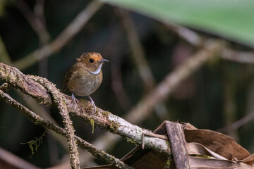 a Rufous-browed flycatcher (Anthipes solitaris) bird in nature