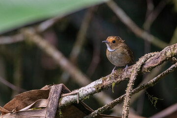 a Rufous-browed flycatcher (Anthipes solitaris) bird in nature