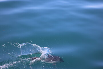 baby dolphin jumping in water, Dana Point, California 