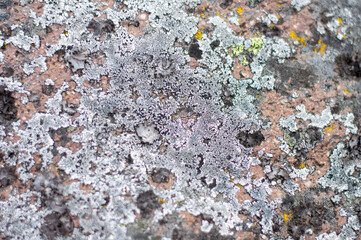 Lichens growing in andesite rock