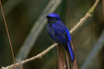 a Large Niltava male (Niltavagrandis) bird in nature