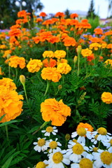 Flower wallpaper. Flowerbed in garden with blooming yellow marigolds and daisies on blurred background of cityscape. Selective focus, bottom view
