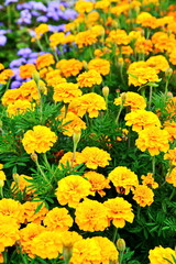 Flower wallpaper. Flowerbed in garden with blooming yellow marigolds on blurred background of blossom blue floral. Selective focus