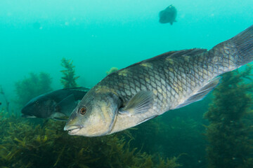 Purple wrasse