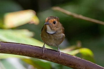 a Rufous-browed flycatcher (Anthipes solitaris) bird in nature
