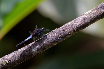 a beautiful dragonfly in nature