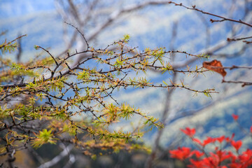 山と紅葉